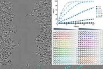 Cell Culture | Parnassus Center for Advanced Technologies